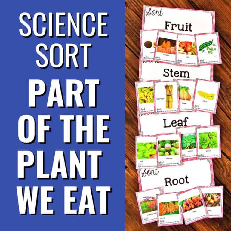 Science activity with cards categorizing foods by plant part: fruit, stem, leaf, and root. Kids explore “Part of the Plant Do We Eat” by sorting cards with images of vegetables and fruits under each label on a wooden surface near a blue sign.