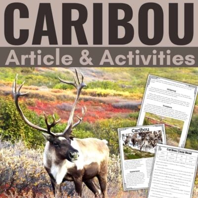 Caribou cover.