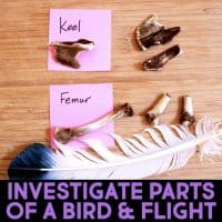 Two sticky notes labeled Keel and Femur with corresponding bird bones, along with black and white feathers, displayed on a wooden surface above the text Investigate Parts of a Bird & Flight.