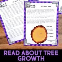 Two illustrated reading worksheets titled All About Trees are shown on a wooden surface, one featuring a diagram of tree rings labeled with parts like Outer Bark, Cambium, and Xylem. Text below reads: READ ABOUT TREE GROWTH.