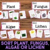 Four sorting cards labeled Plant, Fungus, Algae, and Lichen are on a wooden surface, each with matching picture cards below. Text at the bottom reads, SORT PLANT, FUNGUS, ALGAE OR LICHEN.