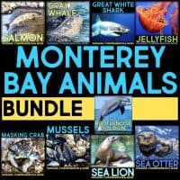 Collage of Monterey Bay animals—salmon, gray whale, great white shark, jellyfish, crab, mussels, sea lion, sea otter, bottlenose dolphin—spotlights the Dolphin Comprehension Reading Passage & Activities. Bold text: “Monterey Bay Animals Bundle.”.