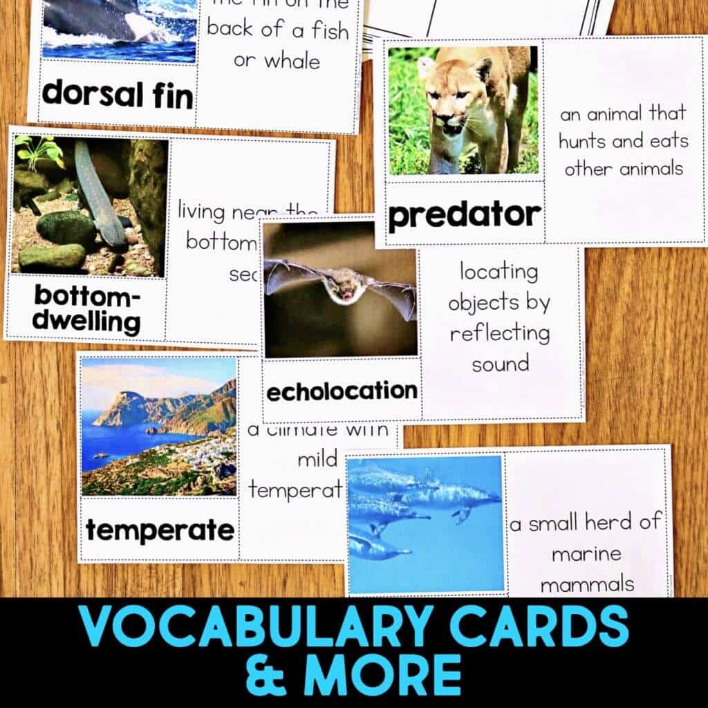 Dolphin Comprehension Reading Passage &amp; Activities