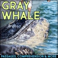 A person touches a gray whale's barnacle-covered head near a boat. Large text reads "Gray Whale." A bottom banner displays: Dolphin Comprehension Reading Passage & Activities.
