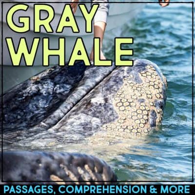 A person touches a gray whale's barnacle-covered head near a boat. Large text reads "Gray Whale." A bottom banner displays: Dolphin Comprehension Reading Passage & Activities.