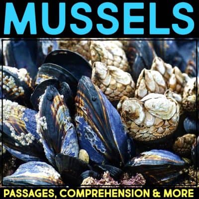 A close-up of blue and brown mussels, some with barnacles. Bold blue text at the top reads MUSSELS, while yellow text at the bottom says Dolphin Comprehension Reading Passage & Activities.