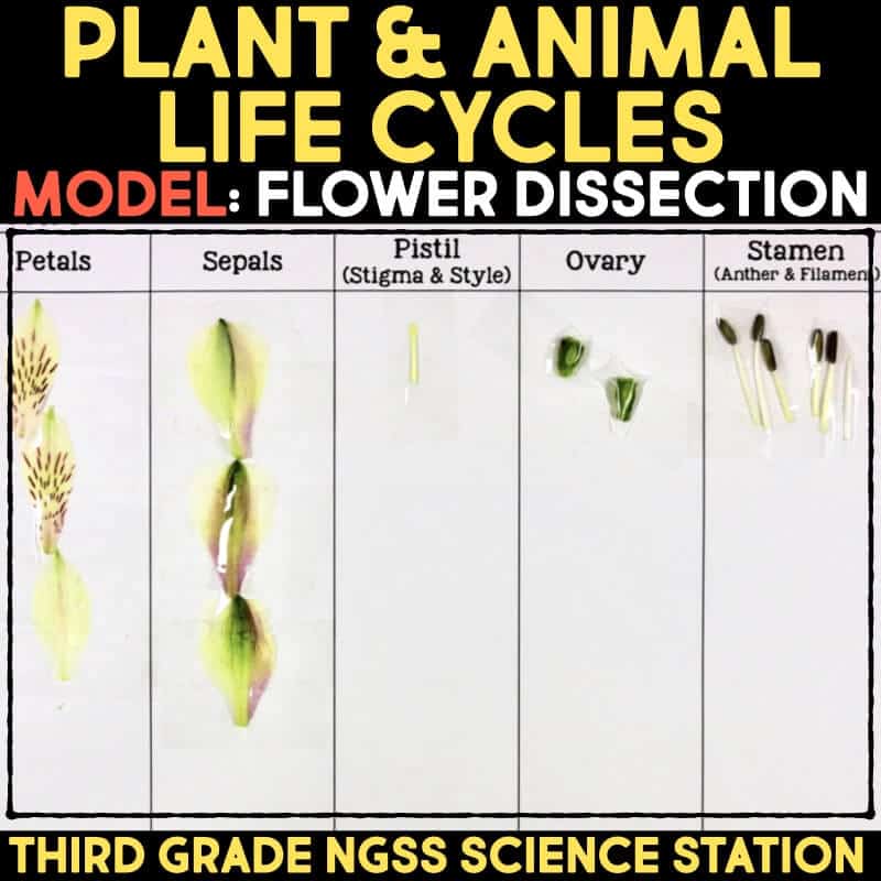 flower dissection model cover. 