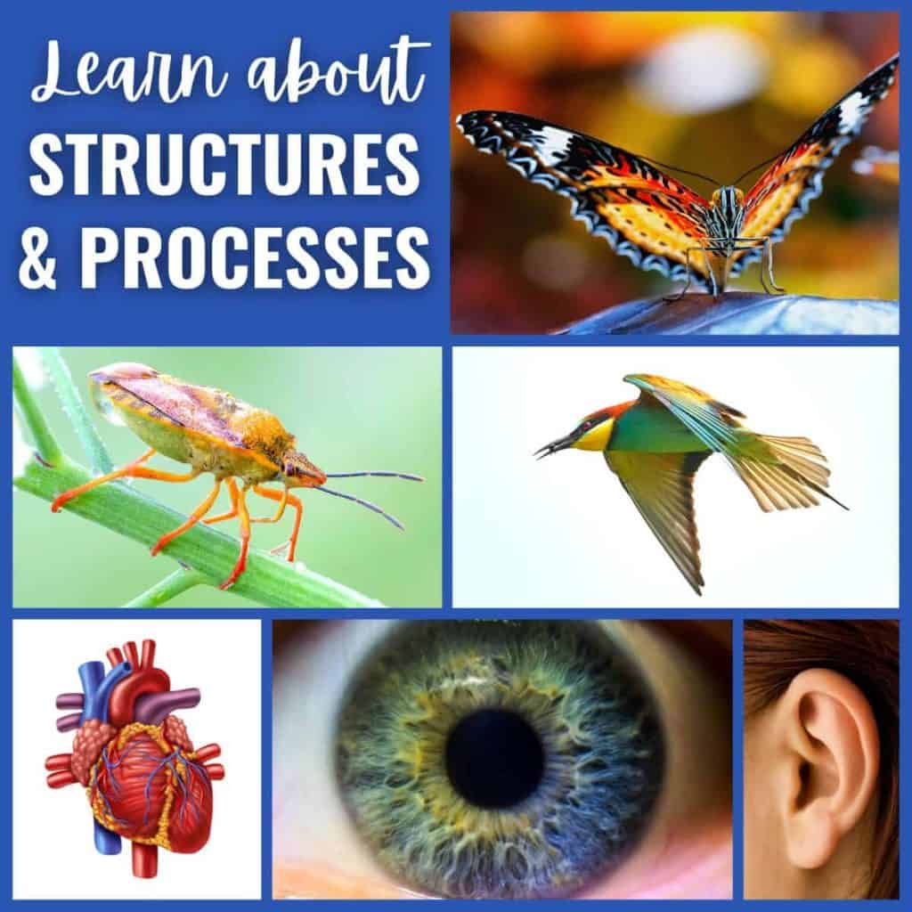 Collage with the text Learn about Structures and Processes, featuring images of a butterfly, an insect on a leaf, a flying bird, a human heart diagram, a close-up of an eye, and a human ear.