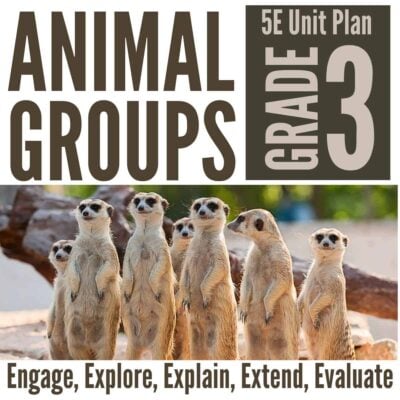 A group of meerkats stands upright on sandy ground with text that reads Animal Groups 5E Unit Plan for Third Grade and Engage, Explore, Explain, Extend, Evaluate.