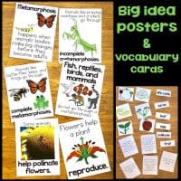 big idea posters and vocabulary cards life cycle