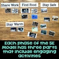animal groups sort.