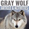 Gray Wolf Reading Passage & Comprehension Activities