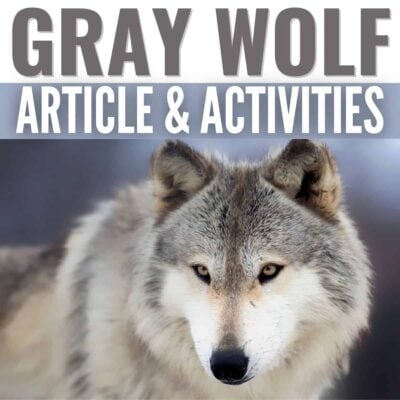 Gray wolf cover.