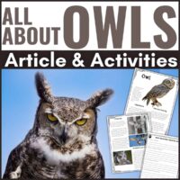 All about owl cover.