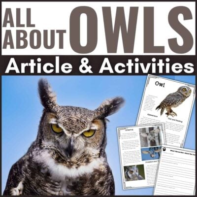 All about owl cover.