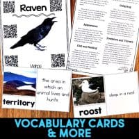 Educational materials about owls, including an informational article, comprehension activities, and more. The bottom text reads, “VOCABULARY CARDS & MORE.”.