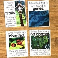 inheritance of traits posters.