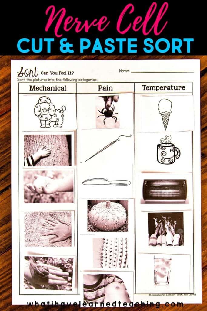 Nerve Cell Sort Science Station