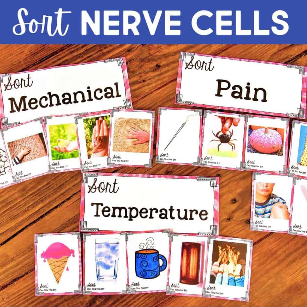A set of educational cards labeled Sort Nerve Cells introduces types of nerve cells with categories: Mechanical, Pain, and Temperature. Each features photo cards of objects like sandpaper, a needle, an ant, ice cream, hot coffee, and a radiator.