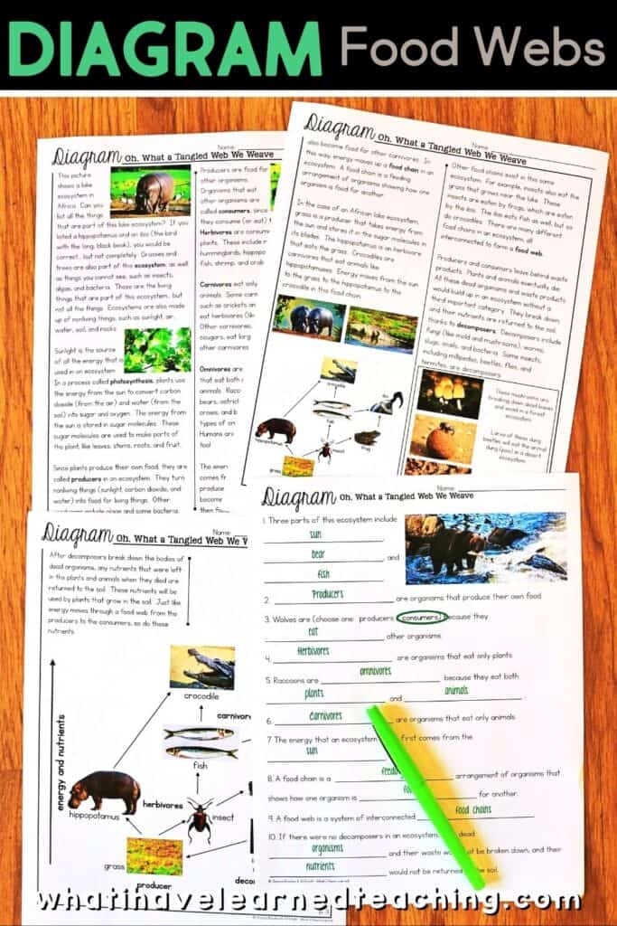 Fifth grade science stations all about Food Webs. These science centers follow the Next Generation Science Standards (NGSS) with hands-on activities, videos, games, experiments, and more! Includes reading passages, differentiated questions, engaging activities that make science planning easy! Students learn about decomposition, ecosystems, producers and consumers and more!