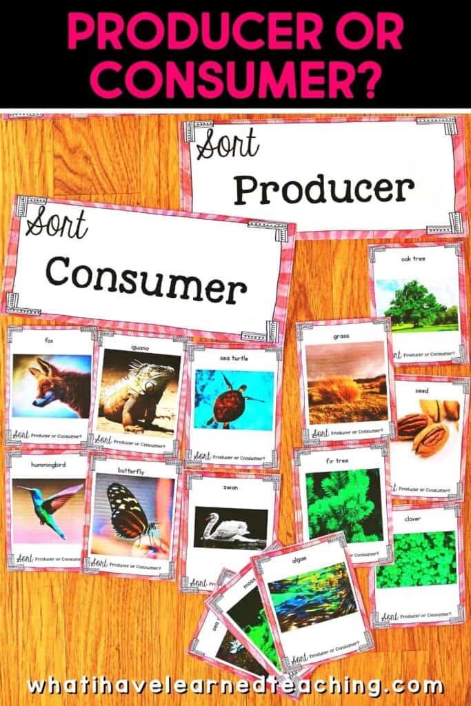 Fifth grade science stations all about Food Webs. These science centers follow the Next Generation Science Standards (NGSS) with hands-on activities, videos, games, experiments, and more! Includes reading passages, differentiated questions, engaging activities that make science planning easy! Students learn about decomposition, ecosystems, producers and consumers and more!