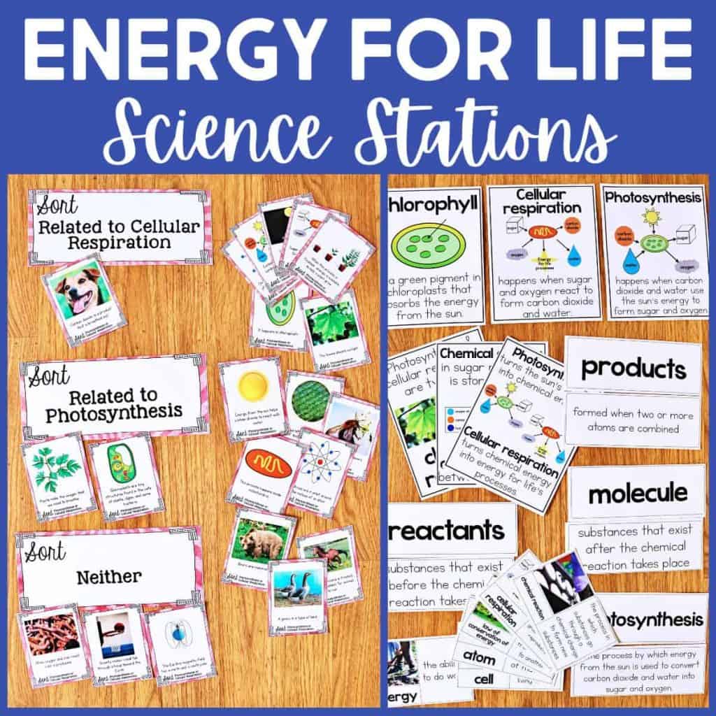 A classroom science station display about 5th grade energy for life, featuring sorting cards and informative posters on cellular respiration, photosynthesis, and related vocabulary. Cards and images are organized on a wooden table and a green board.