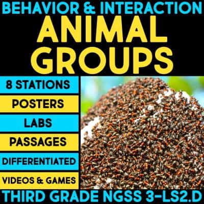 behavior and interaction animal groups cover