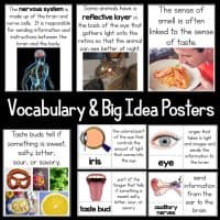 The Information Processing 5E NGSS Science Unit Plan includes vocabulary posters with images and definitions for terms like nervous system, iris, auditory nerves, plus related visuals of a cat, a person, and anatomical diagrams.