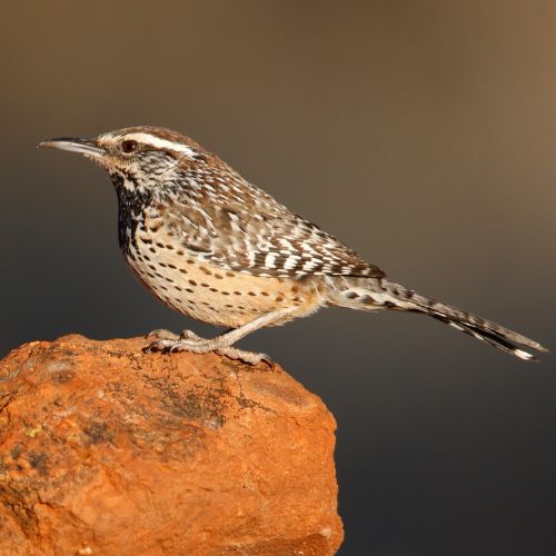 15 Amazing Desert Animals - Informational Reading and Writing Activities for Kids 27 Cactus Wren