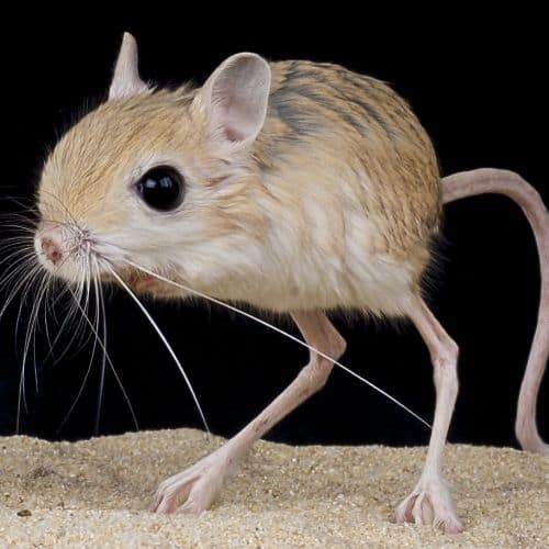 15 Amazing Desert Animals - Informational Reading and Writing Activities for Kids 30 Desert Kangaroo Rat