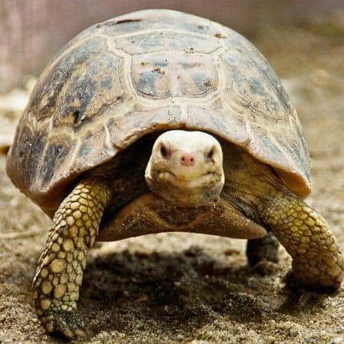 15 Amazing Desert Animals - Informational Reading and Writing Activities for Kids 31 Desert Tortoise