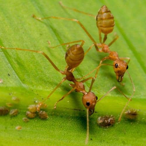 15 Amazing Desert Animals - Informational Reading and Writing Activities for Kids 32 Fire Ants