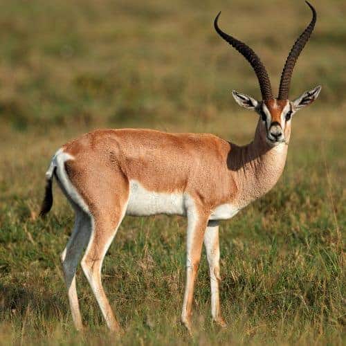 15 Amazing Desert Animals - Informational Reading and Writing Activities for Kids 33 Gazelle