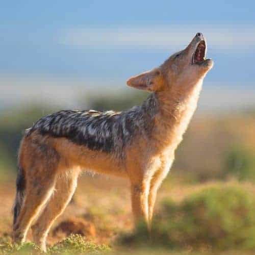 15 Amazing Desert Animals - Informational Reading and Writing Activities for Kids 34 Jackal