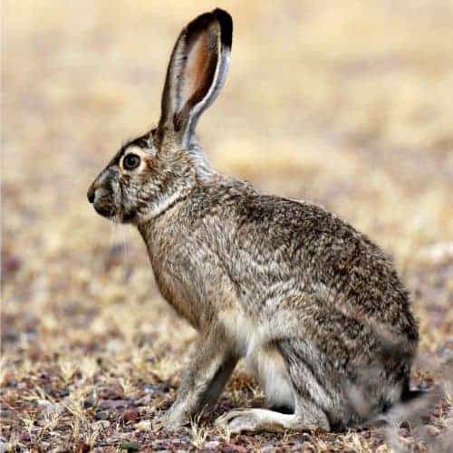 15 Amazing Desert Animals - Informational Reading and Writing Activities for Kids 35 Jackarbbit
