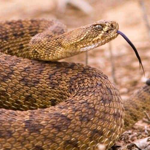 15 Amazing Desert Animals - Informational Reading and Writing Activities for Kids 36 Rattlesnake