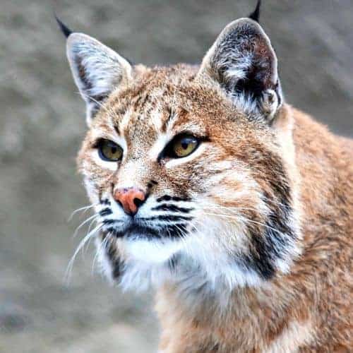 15 Amazing Desert Animals - Informational Reading and Writing Activities for Kids 25 bobcat