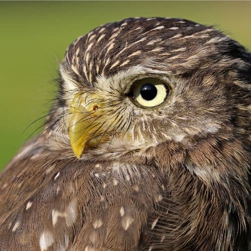 15 Amazing Desert Animals - Informational Reading and Writing Activities for Kids 26 cactus pygmy owl desert animal