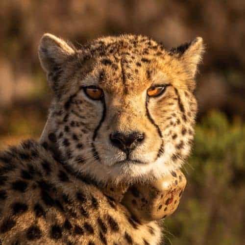 15 Amazing Desert Animals - Informational Reading and Writing Activities for Kids 28 cheetah