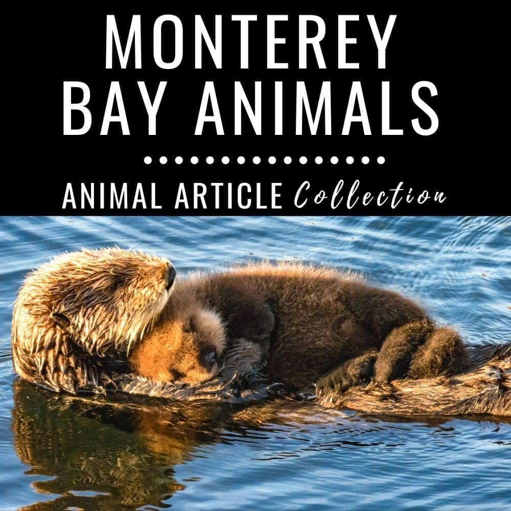 monterey bay animals articles.
