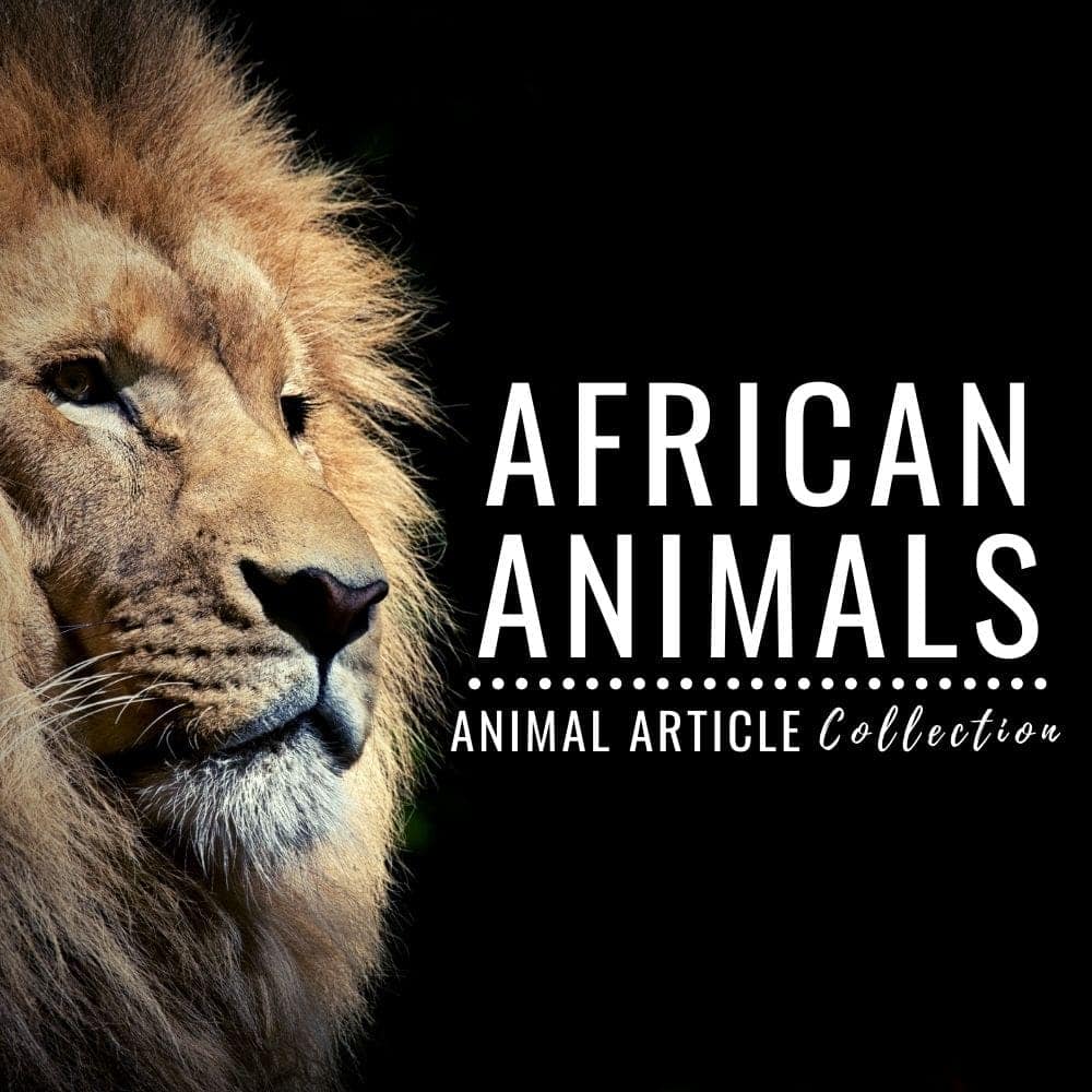 african animals articles.