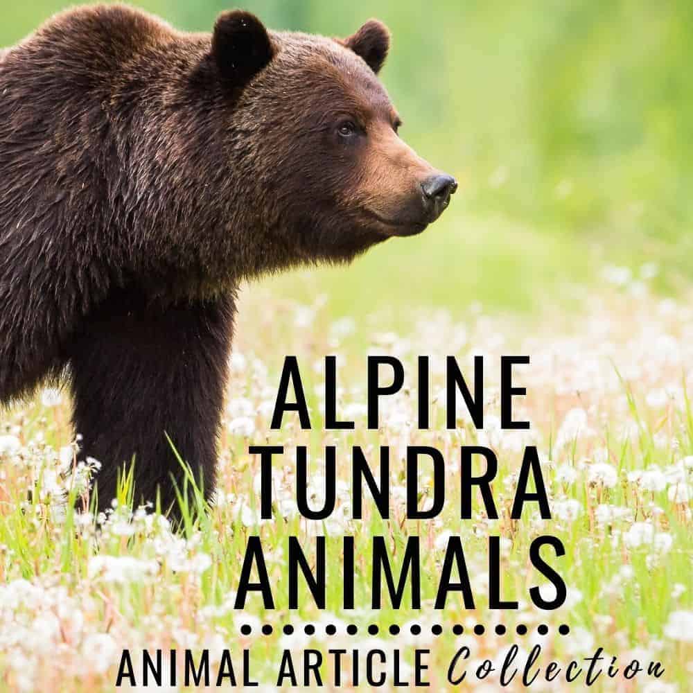 alpine tundra animal articles.