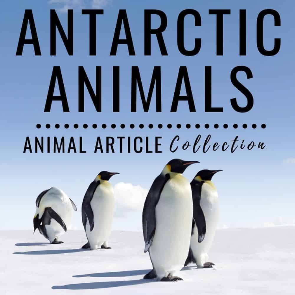 antarctic animals collection.