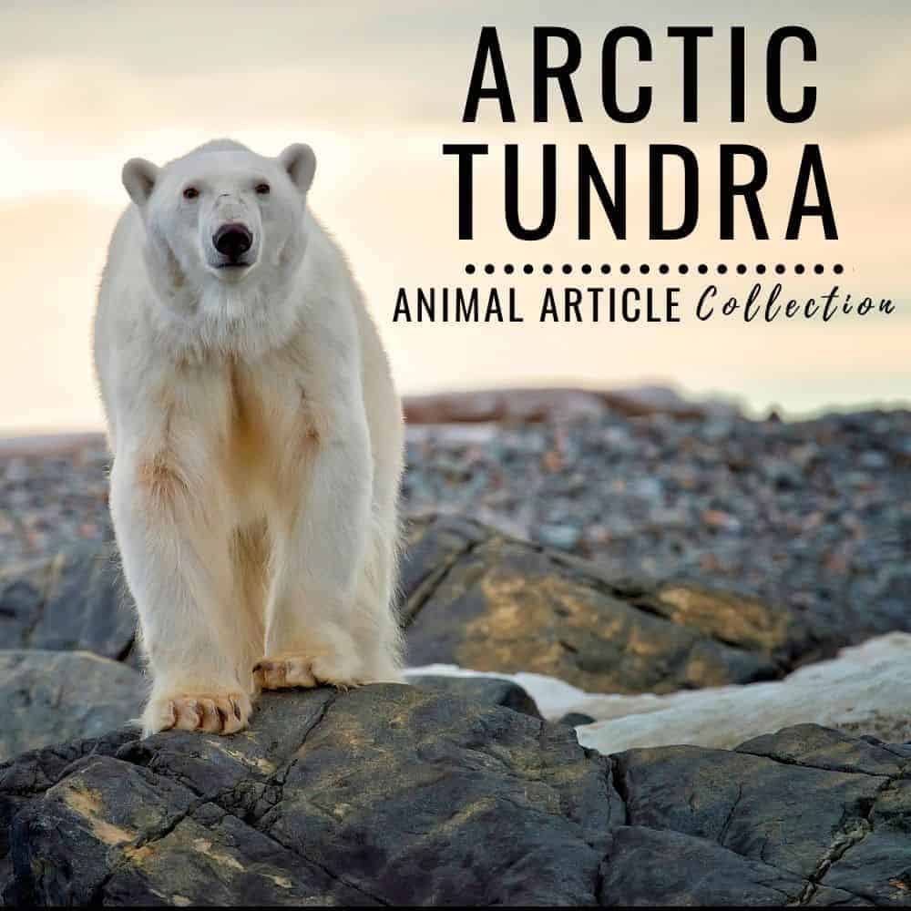 arctic tundra animal articles.