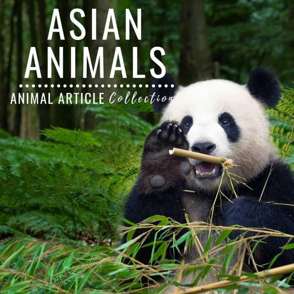asian animals articles.