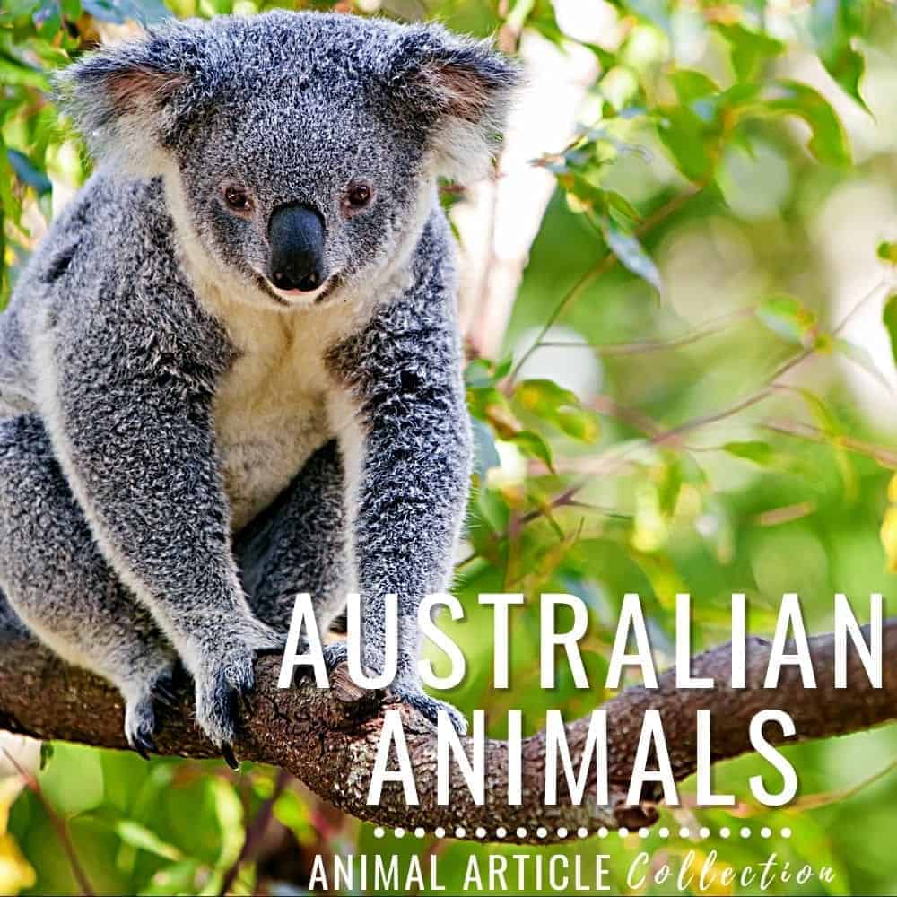 australian animals articles.