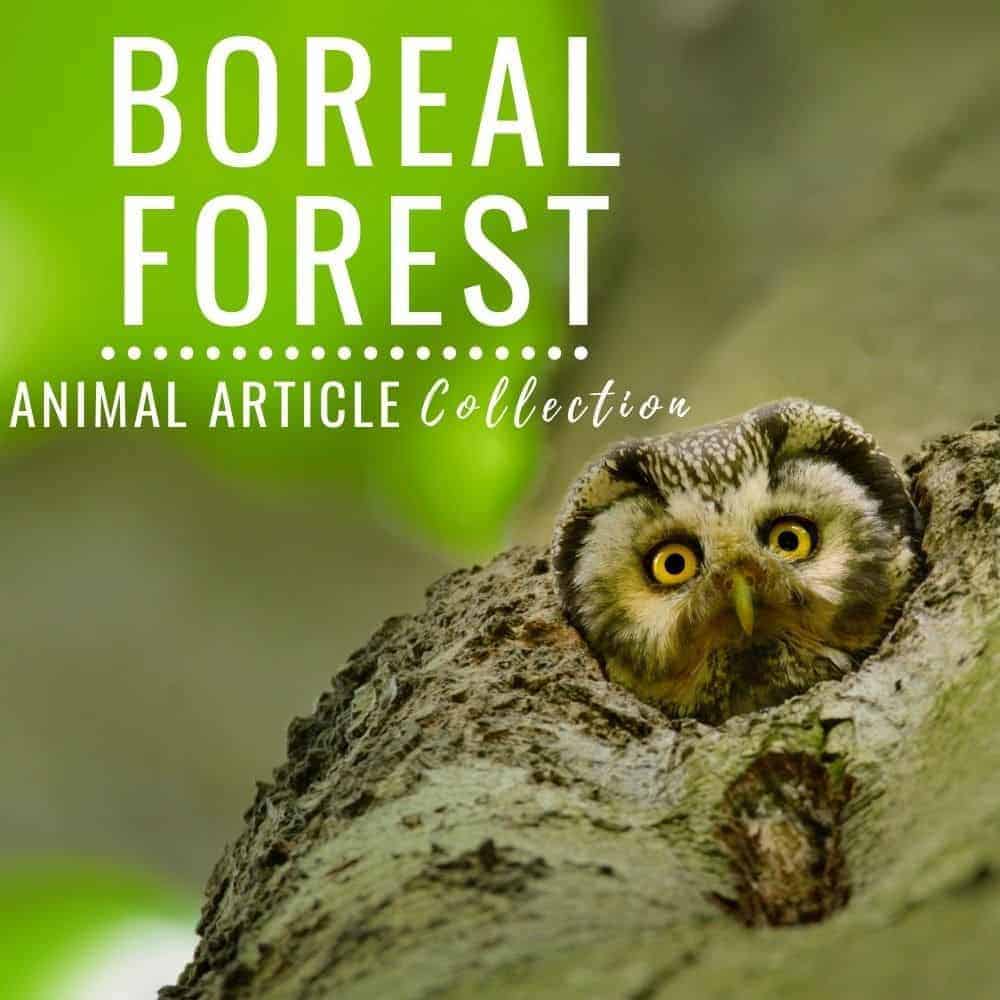 boreal forest animals.