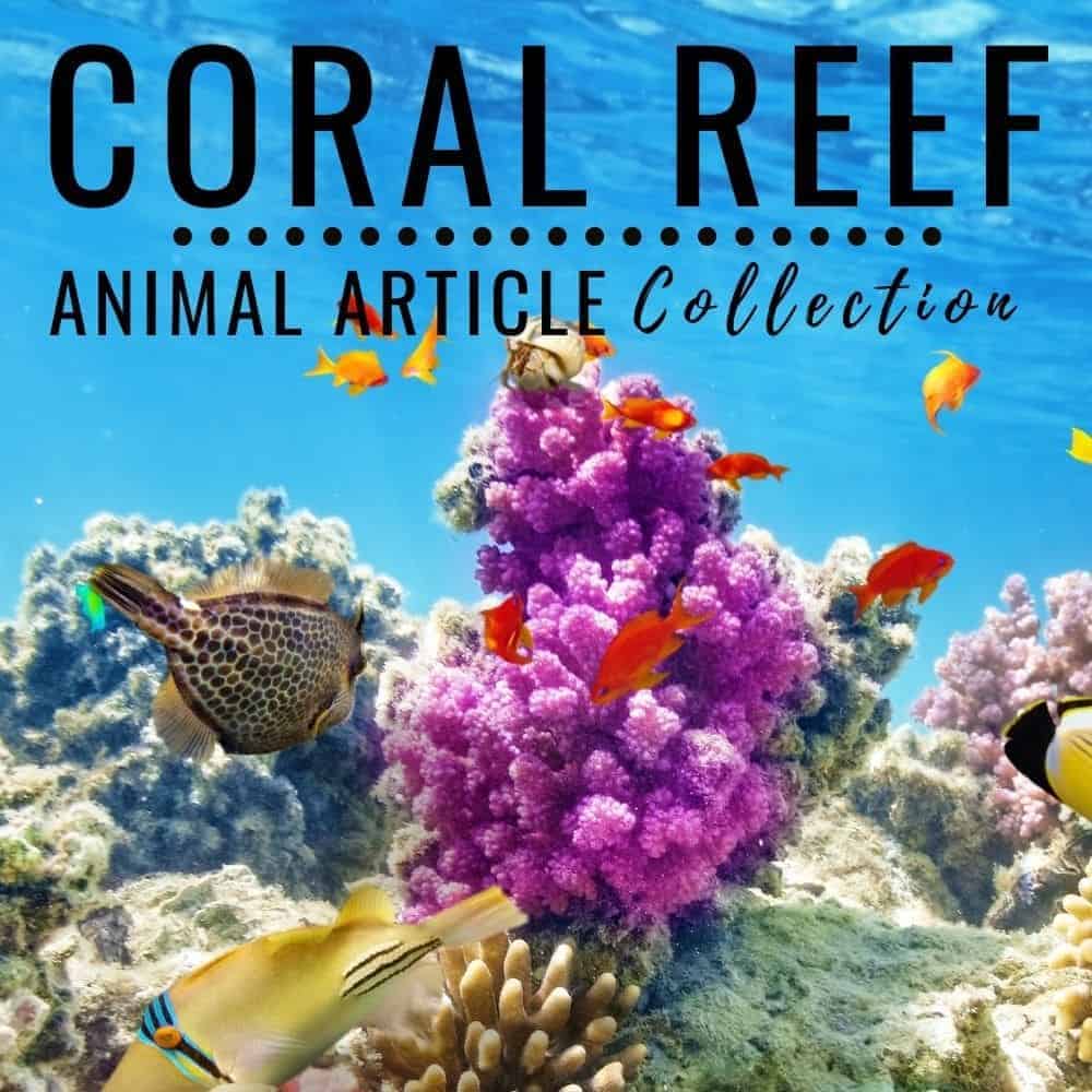 coral reef animals.