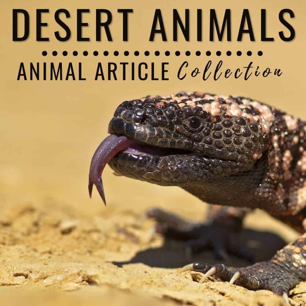 desert animals articles.
