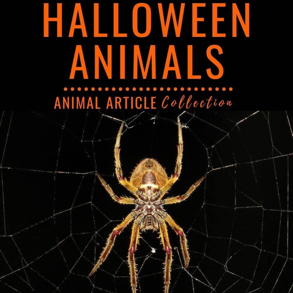halloween animal articles.